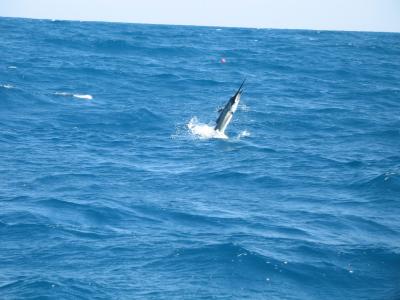 A leaping sailfish